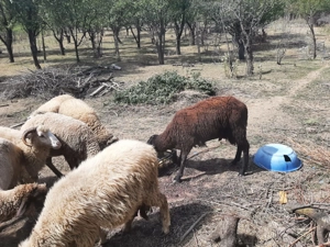 Oi, miei și berbeci de rasa carabas, ingrijite si santaose