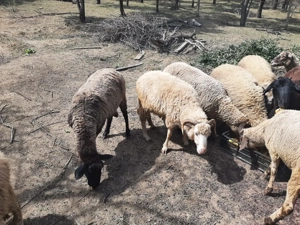 Oi, miei și berbeci de rasa carabas, ingrijite si santaose - imagine 3