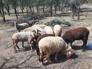 Oi, miei și berbeci de rasa carabas, ingrijite si santaose - imagine 5