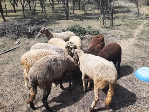 Oi, miei și berbeci de rasa carabas, ingrijite si santaose - imagine 4