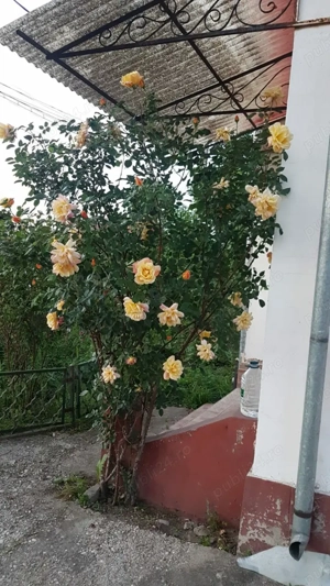 Vind casă cu teren Intravilan in Rimnicu-Vilcea Str. Buridava 34 - imagine 13