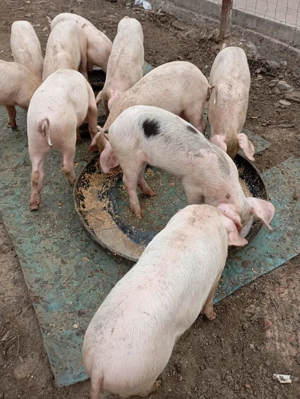 Vând porci - imagine 4