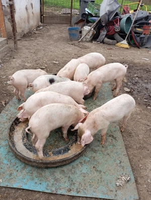 Vând porci - imagine 2