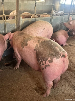 Porci de vanzare! - imagine 5