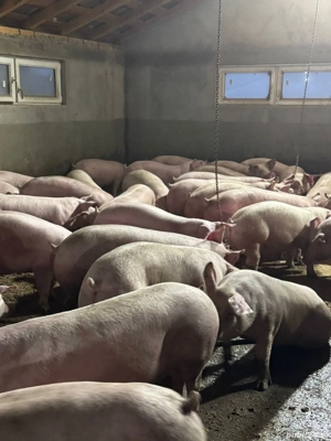Porci de vanzare! - imagine 2