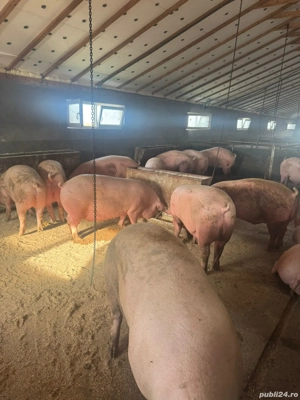 Porci de vanzare! - imagine 3