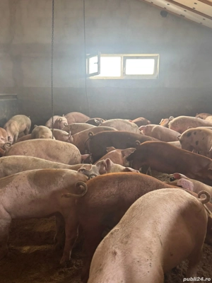 Porci de vanzare! - imagine 4