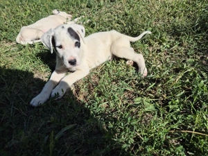 Pui căței drăguți si ascultatori - imagine 2