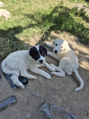 Pui căței drăguți si ascultatori - imagine 3