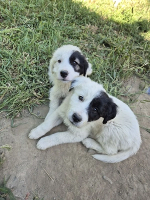 Pui căței drăguți si ascultatori