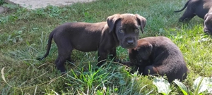 Căței cane corso !!!