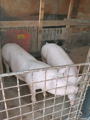 Porci de vânzare 
