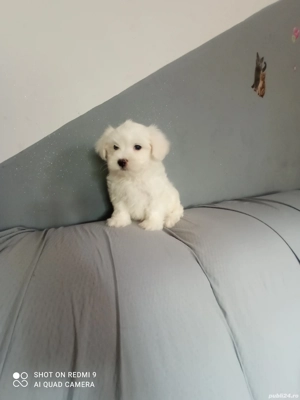 Bichon maltez 