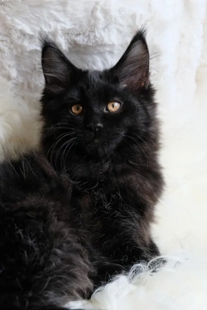 siberiana de padure asigur transport contra cost. - imagine 2 siberiana de padure asigur transport contra cost. - imagine 2