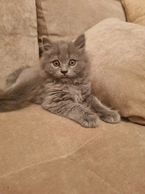 Baiat British longhair 