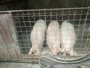 vînd trei porci 