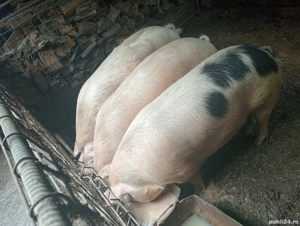 vînd trei porci  - imagine 2 vînd trei porci  - imagine 2