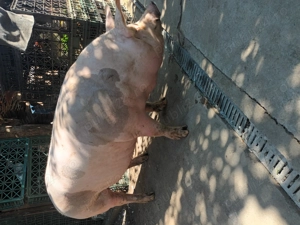 Vând porci pietrean cu greutatea cuprinsă  între 200 și 350 kg  - imagine 2 Vând porci pietrean cu greutatea cuprinsă  între 200 și 350 kg  - imagine 2