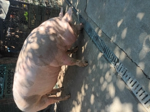 Vând porci pietrean cu greutatea cuprinsă  între 200 și 350 kg 