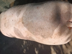 Vând porci pietrean cu greutatea cuprinsă  între 200 și 350 kg  - imagine 3 Vând porci pietrean cu greutatea cuprinsă  între 200 și 350 kg  - imagine 3