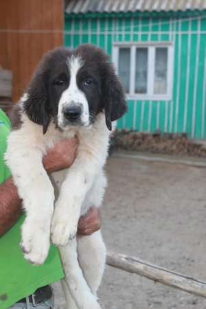 Ciobănesc de Bucovina  - imagine 4 Ciobănesc de Bucovina  - imagine 4