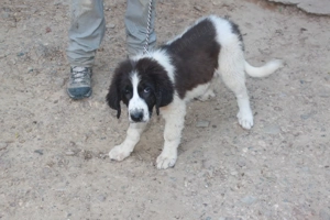 Ciobănesc de Bucovina 