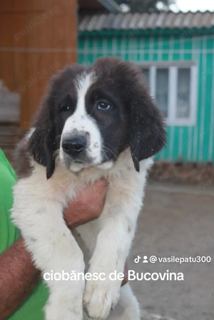 Ciobănesc de Bucovina  - imagine 3 Ciobănesc de Bucovina  - imagine 3