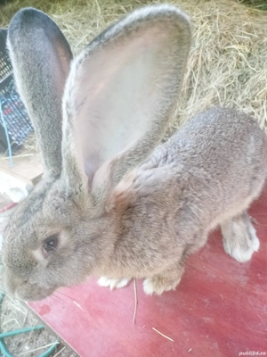 FEMELE Uriaș German 4 luni, rasă pură 