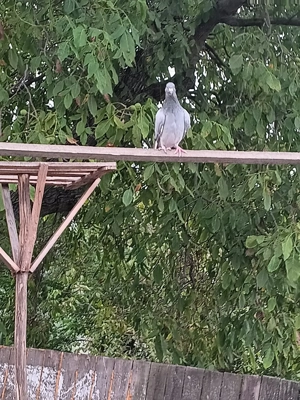 Vând porumbei  - imagine 3