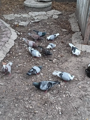 Vând porumbei  - imagine 4