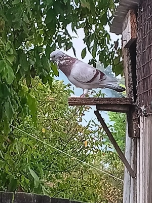 Vând porumbei  - imagine 2