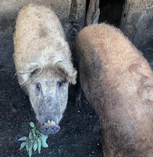 Porci mangalita - imagine 3