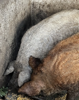 Porci mangalita - imagine 4