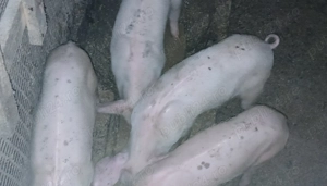 Vand porci 120   150 kg - imagine 2