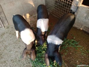 Purcei bazna  - imagine 2