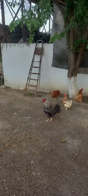 Vand cocos austrolop - imagine 3