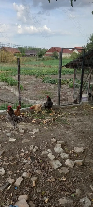 Vand cocos austrolop - imagine 2