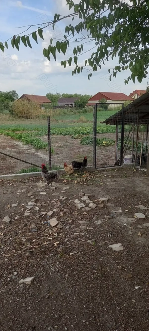 Vand cocos austrolop - imagine 4