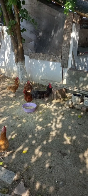 Vand cocos austrolop - imagine 5