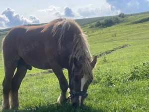 Vand armasar foarte frumos 