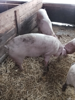 vanf porci grasi - imagine 2