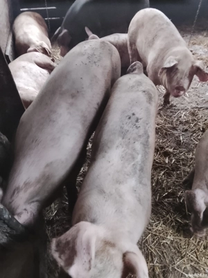 vanf porci grasi - imagine 3