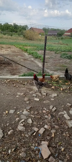 Vand cocos austrolop