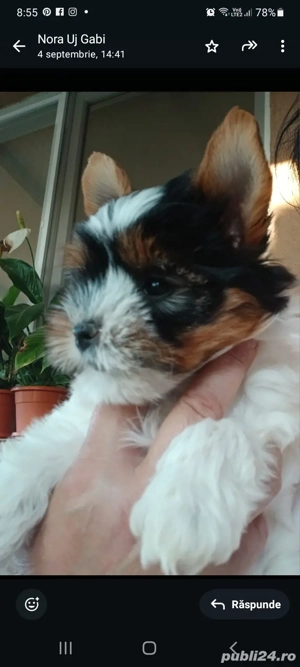 Vind  Yorkshire Terrier Biewer 