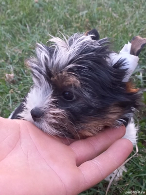 Vind  Yorkshire Terrier Biewer  - imagine 3