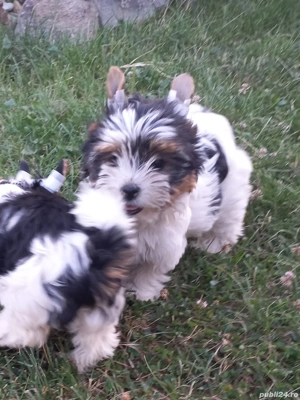 Vind  Yorkshire Terrier Biewer  - imagine 2