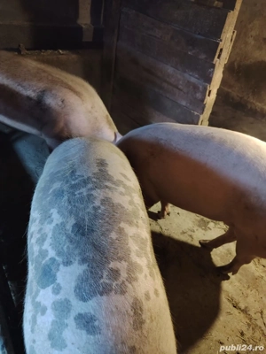 Porc de vanzare 14 lei kg - imagine 2 Porc de vanzare 14 lei kg - imagine 2