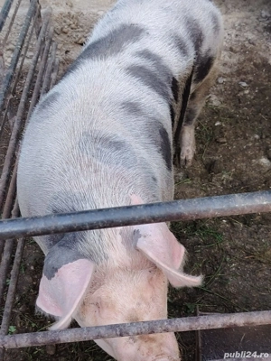 Porc de vanzare 14 lei kg