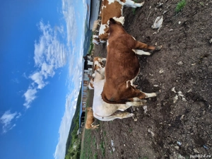 angajez ajutor in fermă, cetățean român, fără străini citiți anunțul bine inainte să sunați 