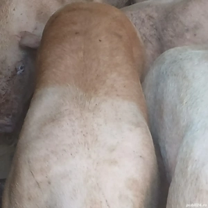 porci 140-350 kg - imagine 2